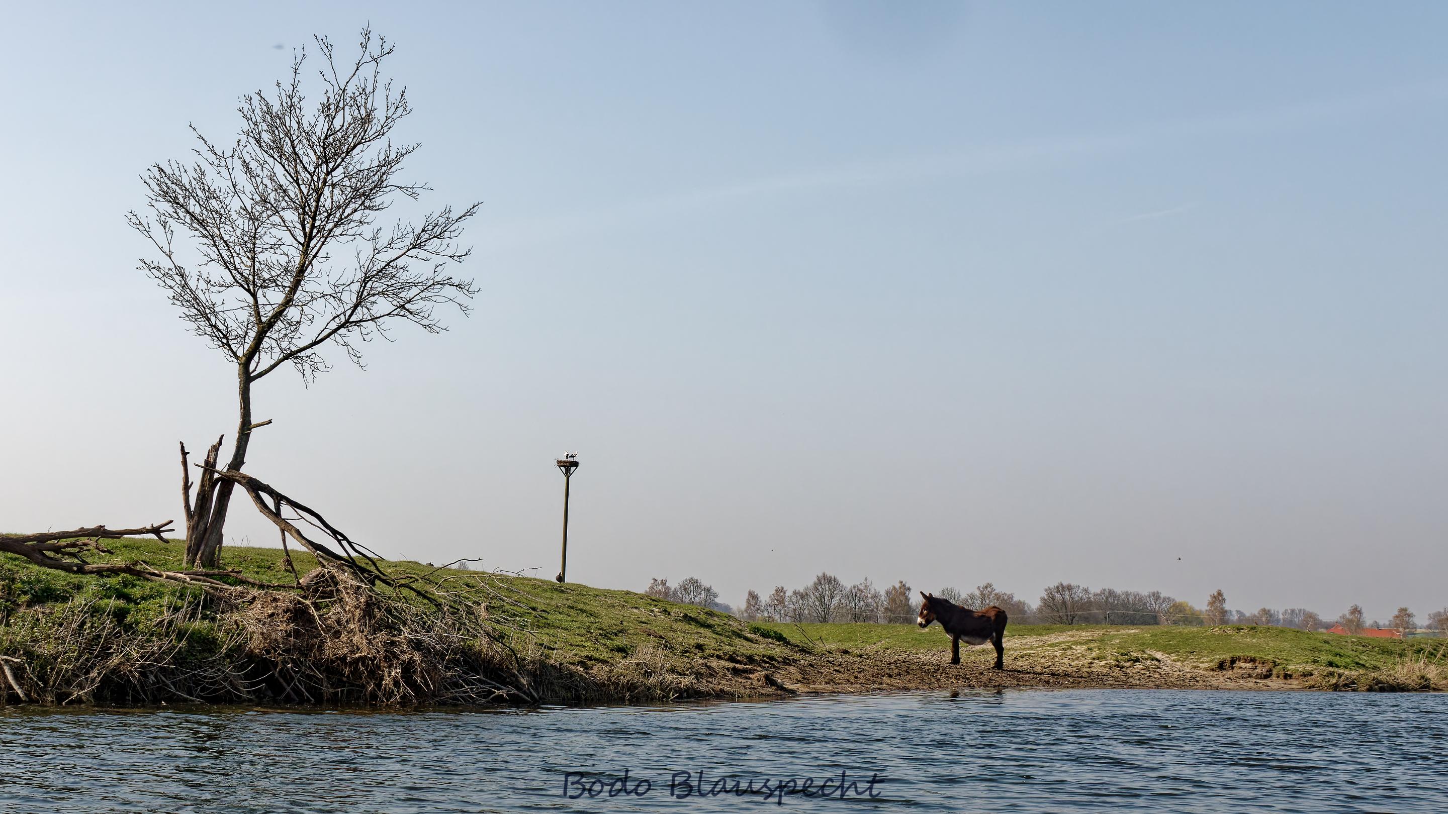 Landschaft   Tiere   Steveraue   2020.03.27 15.13 27 HQ
